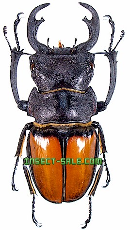 Insect-Sale.com 世界の昆虫販売ネット - Odontolabis cypri