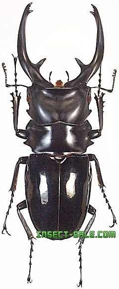 Very big Odontolabis latipennis 68mm K <1110z昆虫標本