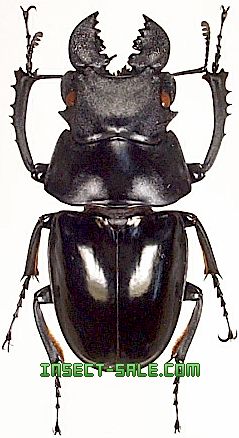 標本 Very big Odontolabis latipennis 68mm Very big Odontolabis latipennis 68mm