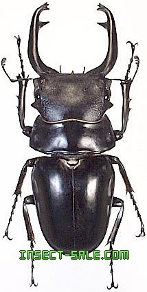 スチーブンスツヤクワガタ 亜種 標本 <0622z昆虫標本> スティーブンス