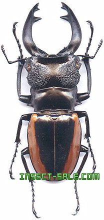 Insect Sale Com 世界の昆虫販売ネット Odontolabis Wollastoni ワラストンツヤクワガタ Odontolabis Wollastoni Jpg 昆虫 甲虫 蝶 クワガタムシ ハナムグリ カミキリムシ カブトムシ Insect Insects Butterfly Butterflies Bugs Beetles Moths