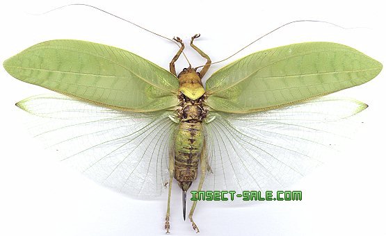Insect-Sale.com 世界の昆虫販売ネット - Pseudophyllus neriifolius - Orthoptera-sp12-jav.jpg - 昆虫, 甲虫, 蝶, クワガタムシ, ハナムグリ, カミキリムシ, カブトムシ, insect, insects, butterfly, butterflies, bugs, beetles, moths, coleoptera, lepidoptera Insect-Sale.com 世界の昆虫販売ネット - Pseudophyllus neriifolius - Orthoptera-sp12-jav.jpg - 昆虫, 甲虫, 蝶, クワガタムシ, ハナムグリ, カミキリムシ, カブトムシ, insect, insects, butterfly, butterflies, bugs, beetles, moths, coleoptera, lepidoptera