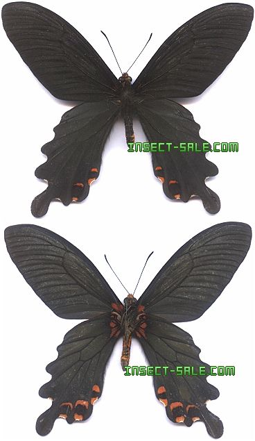 Papilio bootes nigricans Papiliobootesnigricans