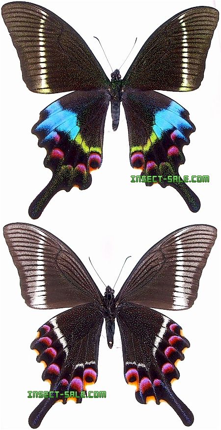 Insect-Sale.com 世界の昆虫販売ネット - Papilio krishna krishna タカネクジャクアゲハ - Papilio-krishna-krishna.jpg - 昆虫, 甲虫, 蝶, クワガタムシ, ハナムグリ, カミキリムシ, カブトムシ, insect, insects, butterfly, butterflies, bugs, beetles, moths Insect-Sale.com 世界の昆虫販売ネット - Papilio krishna krishna タカネクジャクアゲハ - Papilio-krishna-krishna.jpg - 昆虫, 甲虫, 蝶, クワガタムシ, ハナムグリ, カミキリムシ, カブトムシ, insect, insects, butterfly, butterflies, bugs, beetles, moths