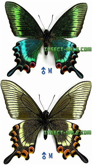 Insect-Sale.com 世界の昆虫販売ネット - Papilio maackii