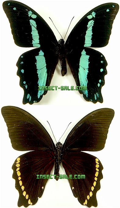 Insect Sale Com 世界の昆虫販売ネット Papilio Nireus ルリアゲハ Papilio Nireus Jpg 昆虫 甲虫 蝶 クワガタムシ ハナムグリ カミキリムシ カブトムシ Insect Insects Butterfly Butterflies Bugs Beetles Moths Coleoptera Lepidoptera Entomology Insect Sale Com 世界の昆虫販売ネット Papilio Nireus ルリアゲハ Papilio Nireus Jpg 昆虫 甲虫 蝶 クワガタムシ ハナムグリ カミキリムシ カブトムシ Insect Insects Butterfly Butterflies Bugs Beetles Moths Coleoptera Lepidoptera Entomology