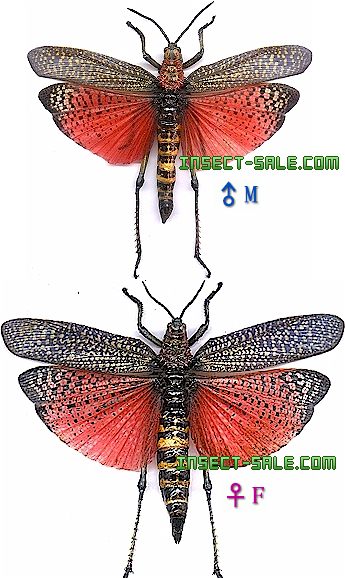 Insect-Sale.com - Phymateus saxosus (Closed) - Phymateus ...