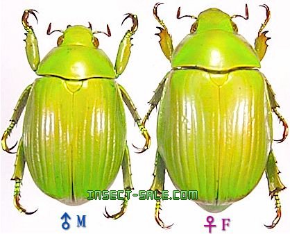 Insect-Sale.com 世界の昆虫販売ネット - Chrysina