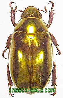 Insect-Sale.com 世界の昆虫販売ネット - Chrysina optima (Gold) オプティマプラチナコガネ - Plusiotis-optima-gold.jpg - 昆虫, 甲虫, 蝶, クワガタムシ, ハナムグリ, カミキリムシ, カブトムシ, insect, insects, butterfly, butterflies, bugs, beetles, moths Insect-Sale.com 世界の昆虫販売ネット - Chrysina optima (Gold) オプティマプラチナコガネ - Plusiotis-optima-gold.jpg - 昆虫, 甲虫, 蝶, クワガタムシ, ハナムグリ, カミキリムシ, カブトムシ, insect, insects, butterfly, butterflies, bugs, beetles, moths