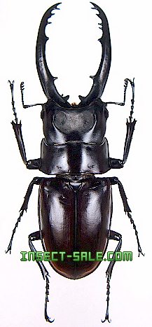Prosopocoilus corporaali Prosopocoiluscorporaali