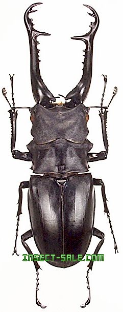 Insect-Sale.com 世界の昆虫販売ネット - Prosopocoilus giraffa