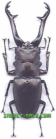 Insect-Sale.com 世界の昆虫販売ネット - Prosopocoilus giraffa