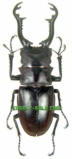 Insect-Sale.com 世界の昆虫販売ネット - Prosopocoilus giraffa