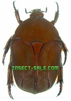 Insect-Sale.com - Protaetia spectabilis - Protaetia-spectabilis.jpg ...