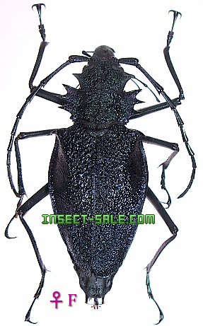 Insect-Sale.com 世界の昆虫販売ネット - Psalidognathus