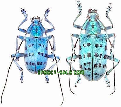 Insect-Sale.com 世界の昆虫販売ネット - Calloplophora graafi