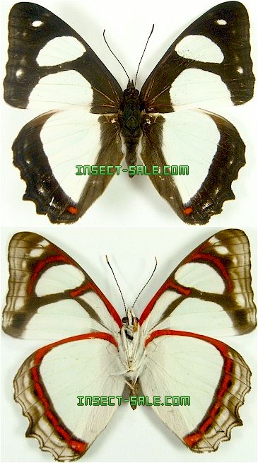 Pyrrhogyra otalais Pyrrhogyraotalais.jpg insect
