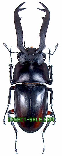 Rhaetulus didieri　ディディエールシカクワガタ　♂６０mmペア　１６ 訳あり Rhaetulus didieri ディディエールシカクワガタ ♂７５mmペア