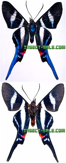 Rhetus arcius Rhetusacius.jpg insect, insects