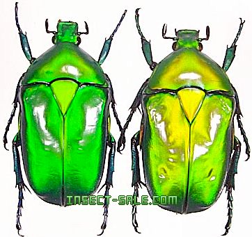 外国産ハナムグリ標本】ソリツノアオカナブン♂/南インド産/27mm