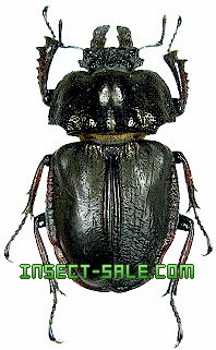 Insect-Sale.com 世界の昆虫販売ネット - Rhyssonotus jugularis ユ  