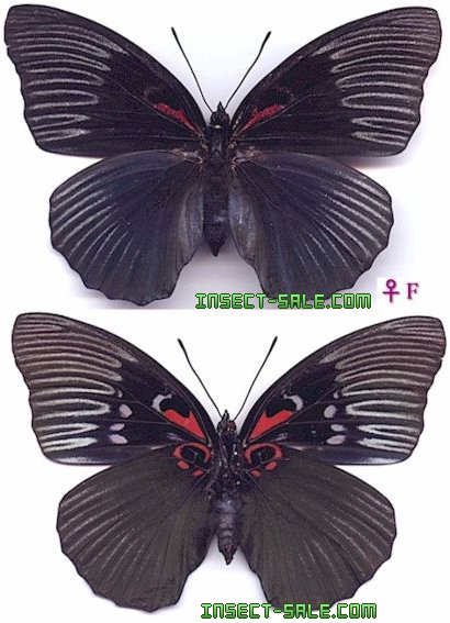 Insect-Sale.com 世界の昆虫販売ネット - Sasakia funebris クロ