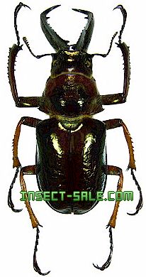 ベネズエラ産　ノビリスシワバネクワガタ　40mm Insect-Sale.com 世界の昆虫販売ネット - Sphaenognathus nobilis