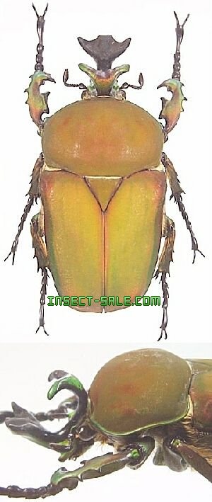 Insect-Sale.com - Stephanocrates dohertyi - Stephanocrates
