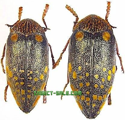 Insect-Sale.com 世界の昆虫販売ネット - Sternocera castanea