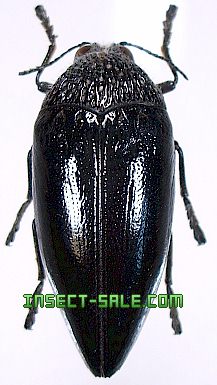 Insect-Sale.com 世界の昆虫販売ネット - Sternocera orissa luctifera