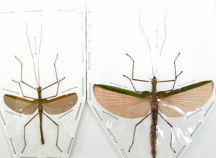Java Stick Insect Photo Insect-Sale.com - Stick sp1 - Stick-sp1-W-Java.jpg - insecto, insectos ...