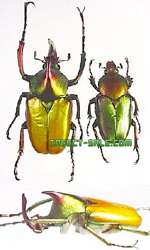 極美麗‼️ロドリゲスカブトハナムグリ 蝶標本その他 甲虫 昆虫