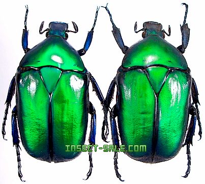 ナミビア産　珍品ハナムグリ　23mm ナミビア産 珍品ハナムグリ 23mm トリニダードトバコ産 Oxysteron