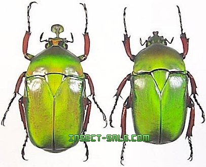 Insect-Sale.com 世界の昆虫販売ネット - Trigonophorus