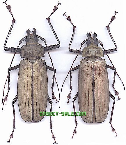 ペルー産　オオキバウスバカミキリ　♀　106mm ペルー産オオキバウスバカミキリ 160mm