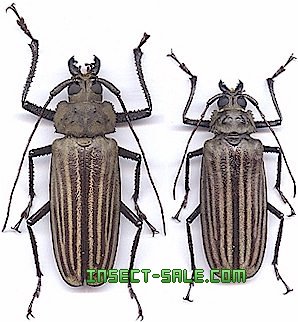 Xixuthrus helleri ヘラーウスバカミキリ　標本 Insect-Sale.com 世界の昆虫販売ネット - Xixuthrus helleri