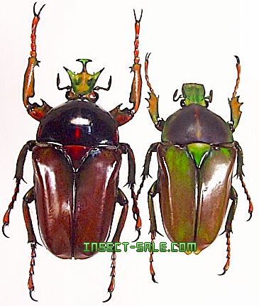 neptunides-polychrous-fuscipennis.jpg