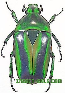 tmesorrhina-alpestris-bafutensis.jpg